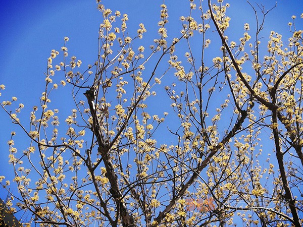 處處皆春色 園園綻百花