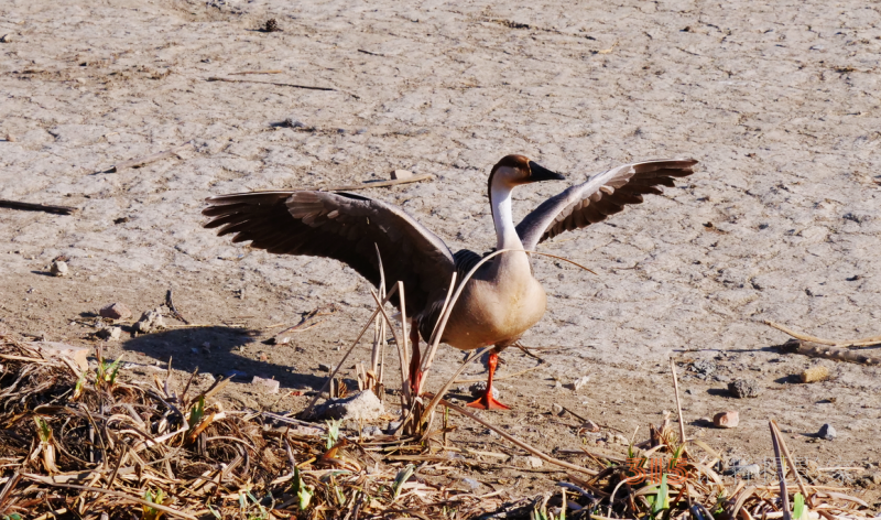 靳新國(guó)（笑琰)攝影：南海子公園大雁和白天鵝