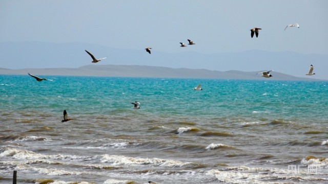 碧波蕩漾 青海湖迎來(lái)開湖季