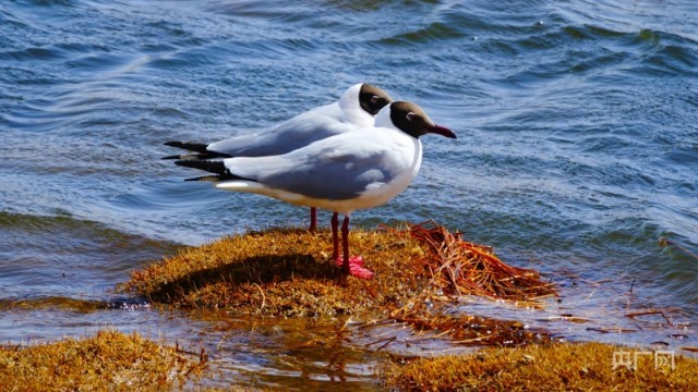 碧波蕩漾 青海湖迎來(lái)開湖季