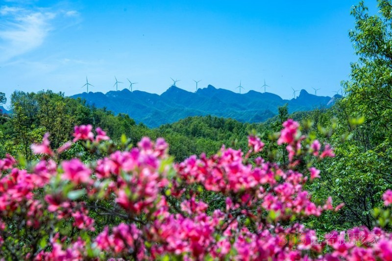 河南魯山：杜鵑花開滿山崗 