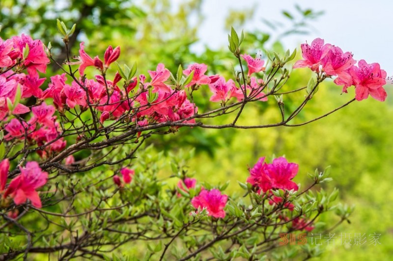 河南魯山：杜鵑花開滿山崗 