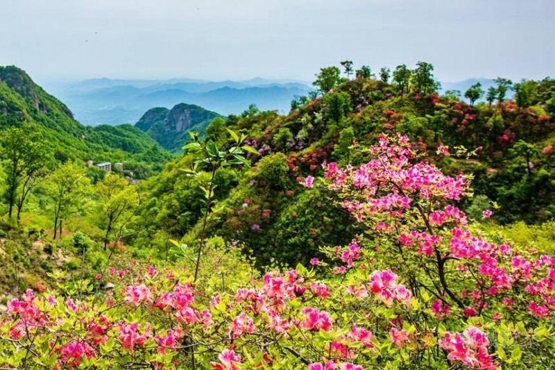 河南魯山：杜鵑花開滿山崗 