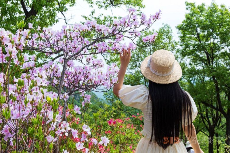河南魯山：杜鵑花開滿山崗 