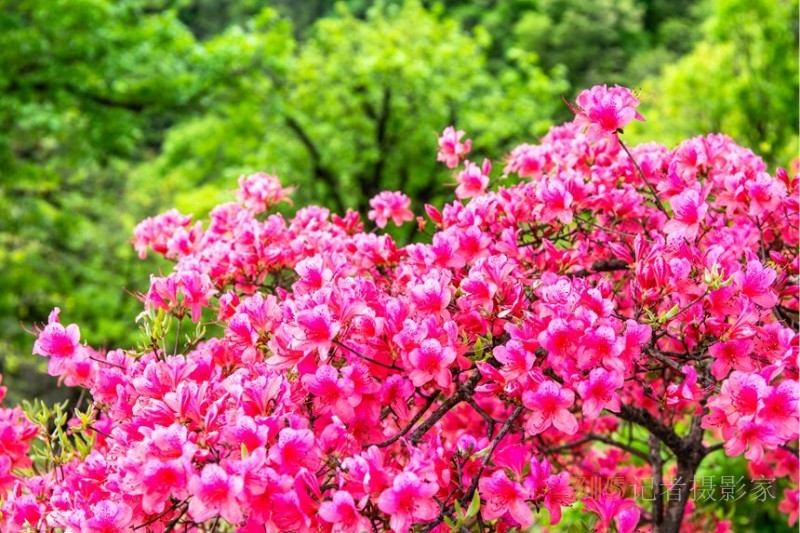 河南魯山：杜鵑花開滿山崗 