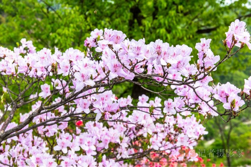 河南魯山：杜鵑花開滿山崗 