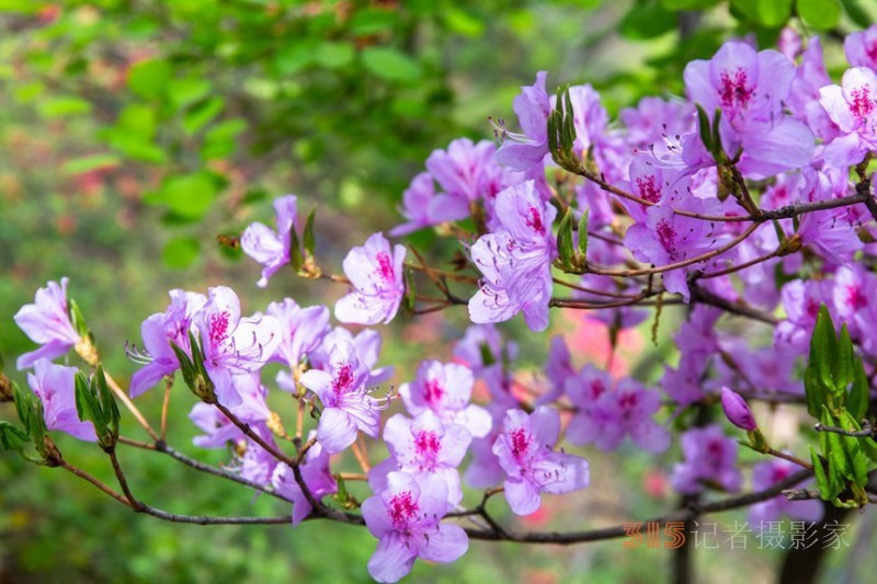 河南魯山：杜鵑花開滿山崗 