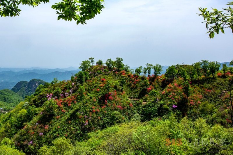 河南魯山：杜鵑花開滿山崗 