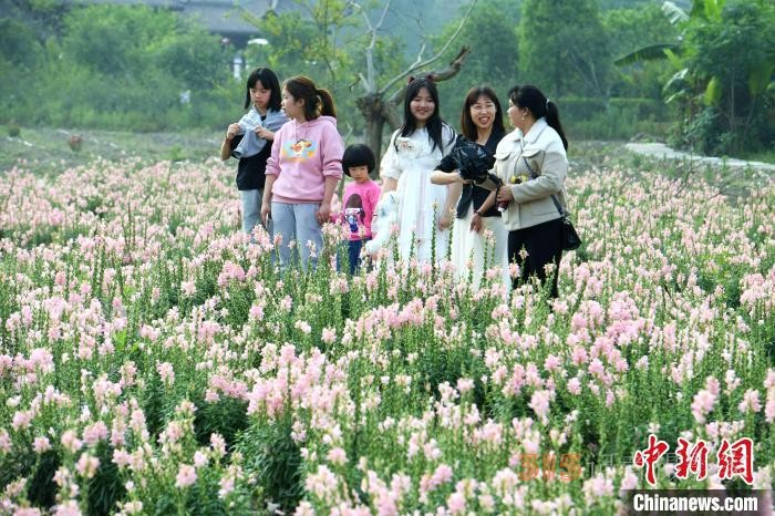 市民在孔元村賞花。 王東明 攝
