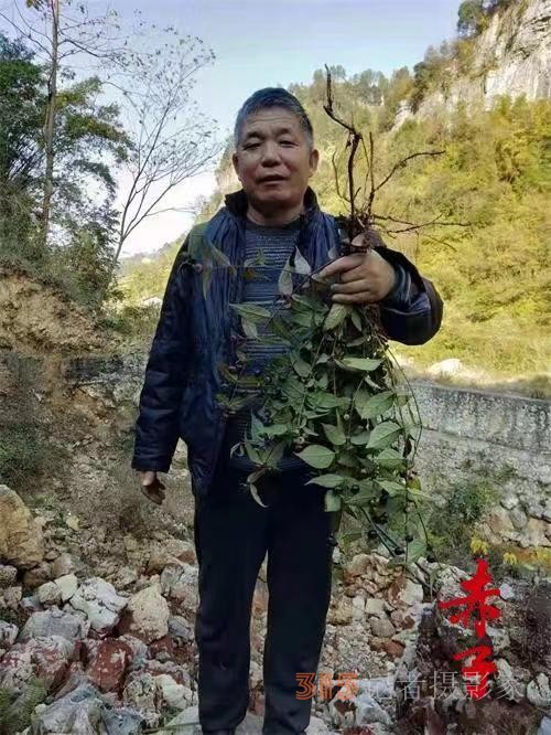 苗醫(yī)慢病快治專(zhuān)家范景良