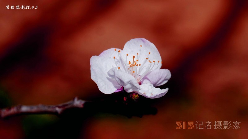 心中開著一叢金銀花