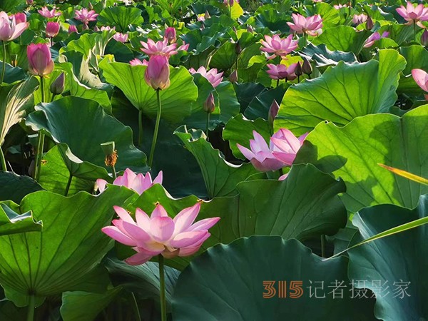 周家鴻手機(jī)拍圖——