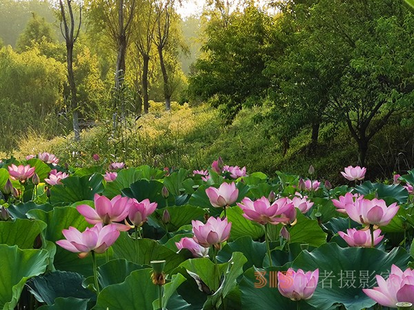周家鴻手機(jī)拍圖——