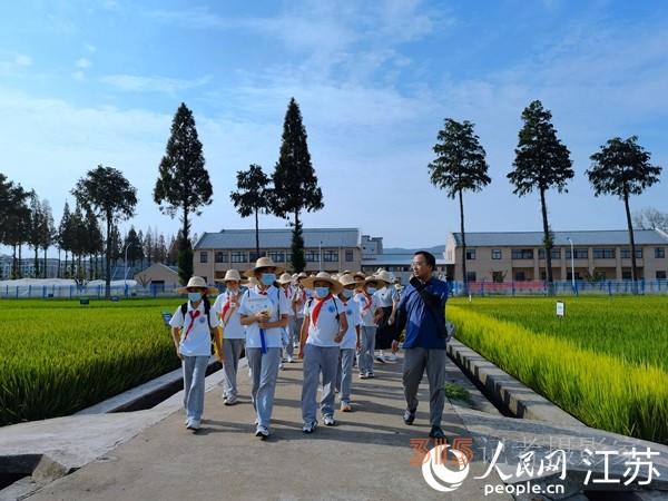 南京市孝陵衛(wèi)初級中學小學部的同學們在江蘇省農(nóng)業(yè)科學院水稻實驗基地開展課后服務(wù)活動。人民網(wǎng) 馬曉波攝