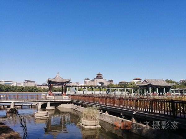重陽節(jié)的蔚藍天空粉黛草