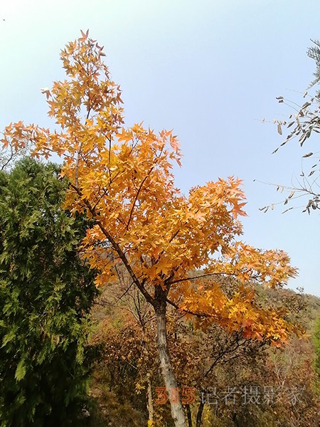 北宮森林公園——登高初見彩葉