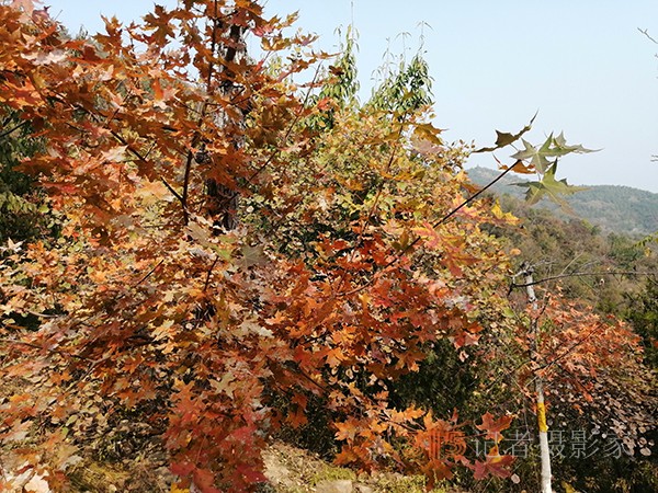 北宮森林公園——登高初見彩葉