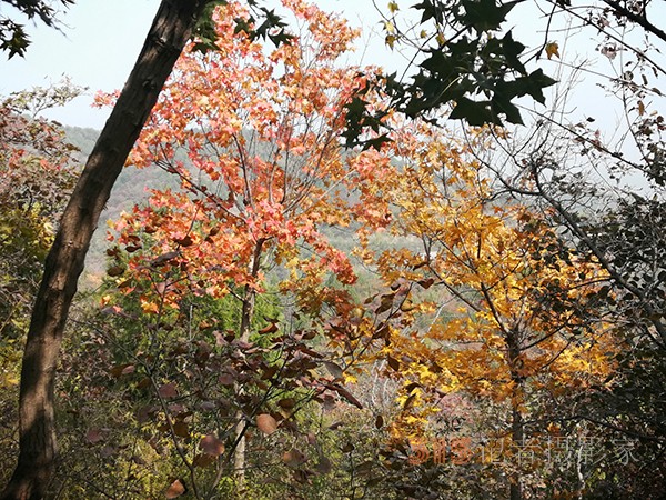 北宮森林公園——登高初見彩葉