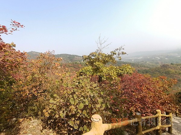 北宮森林公園——登高初見彩葉