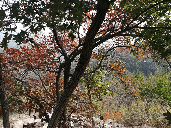 北宮森林公園——登高初見彩葉