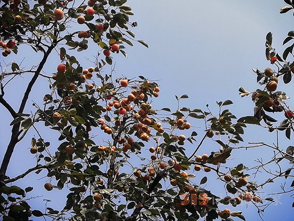 北宮森林公園——登高初見彩葉