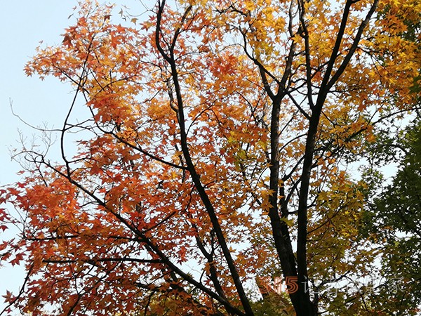 北宮森林公園——登高初見彩葉