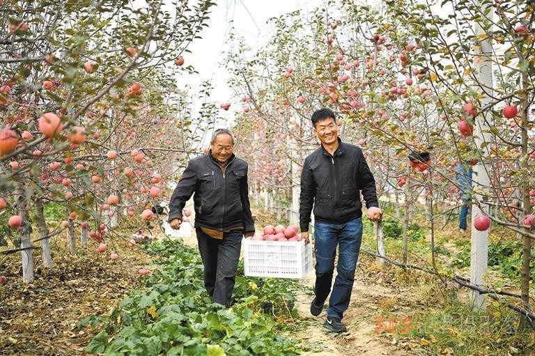 陜西：從蘋果大省向蘋果強(qiáng)省邁進(jìn)