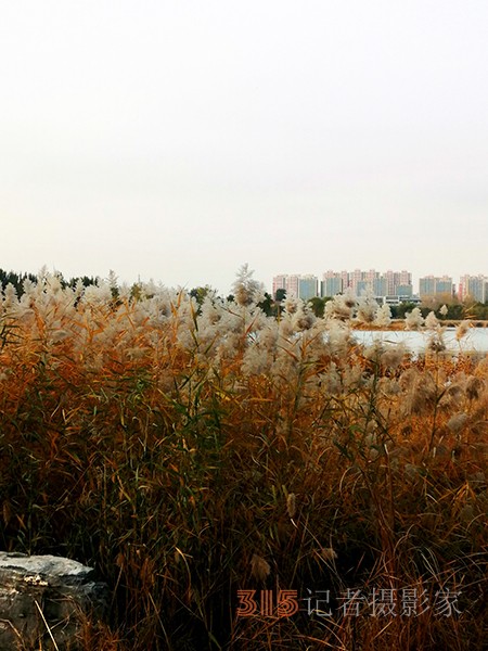 只有此物傲白頭——南海子公園蘆葦