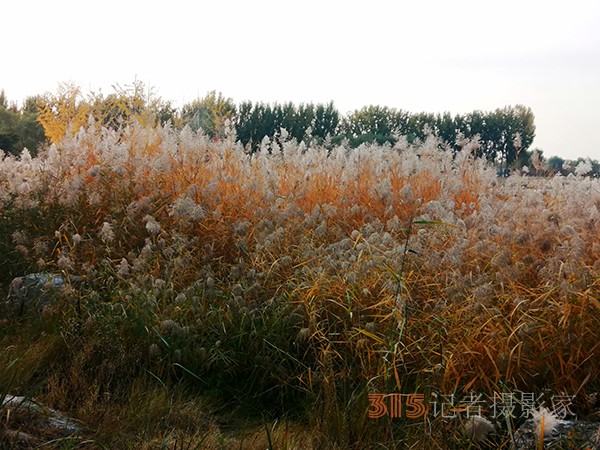 只有此物傲白頭——南海子公園蘆葦