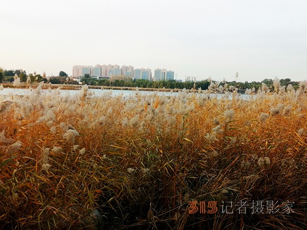 只有此物傲白頭——南海子公園蘆葦