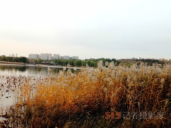 只有此物傲白頭——南海子公園蘆葦
