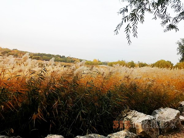 只有此物傲白頭——南海子公園蘆葦
