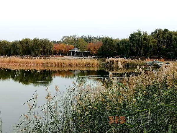 只有此物傲白頭——南海子公園蘆葦