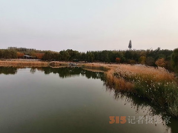 只有此物傲白頭——南海子公園蘆葦