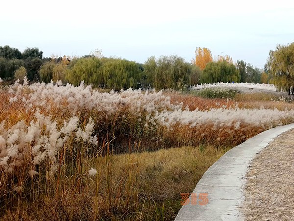 只有此物傲白頭——南海子公園蘆葦