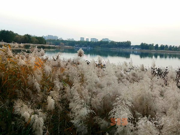 只有此物傲白頭——南海子公園蘆葦