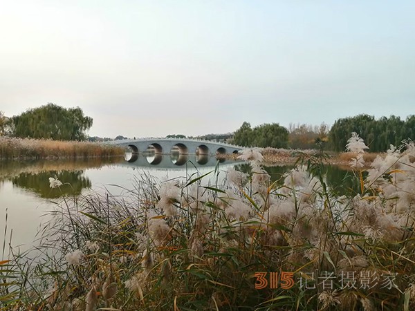 只有此物傲白頭——南海子公園蘆葦
