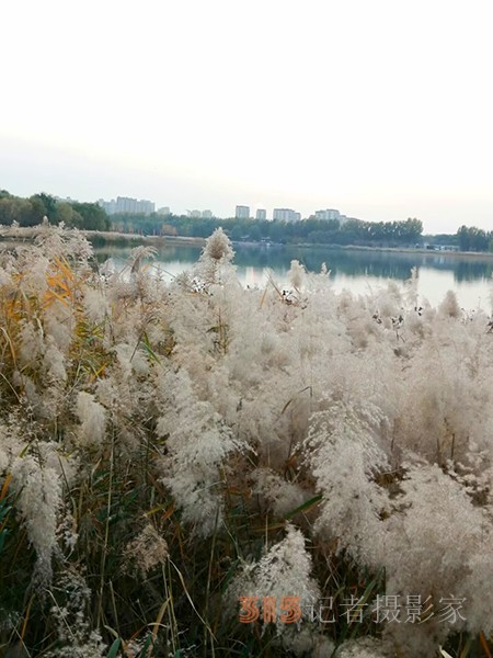 只有此物傲白頭——南海子公園蘆葦