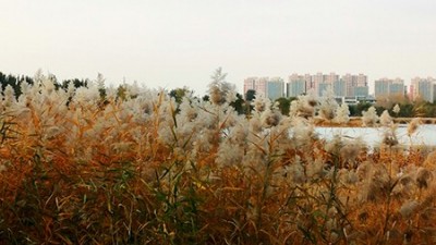 唯有此君傲白頭——南海子公園蘆葦