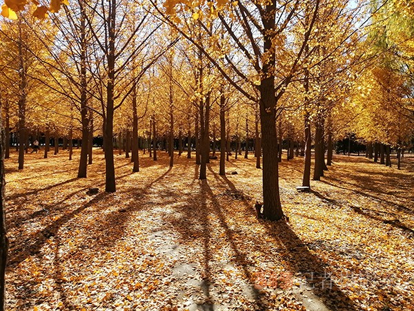 紅楓染天 黃金鋪地——身邊深秋美景