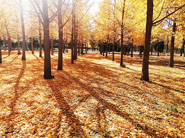 紅楓染天 黃金鋪地——身邊深秋美景