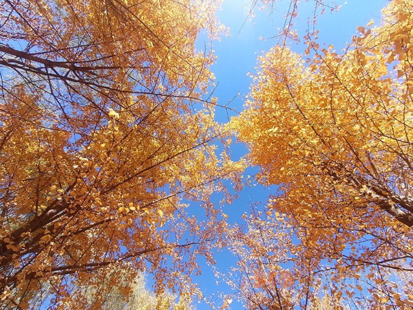 紅楓染天 黃金鋪地——身邊深秋美景