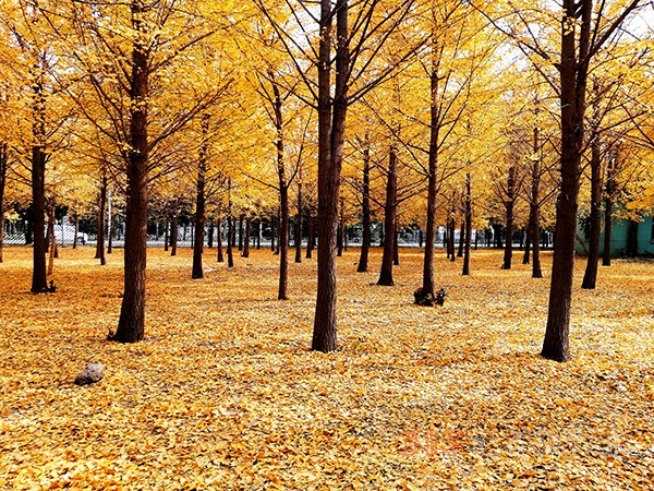 紅楓染天 黃金鋪地——身邊深秋美景