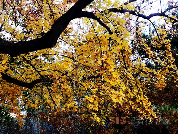 紅楓染天 黃金鋪地——身邊深秋美景