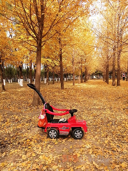 紅楓染天 黃金鋪地——身邊深秋美景