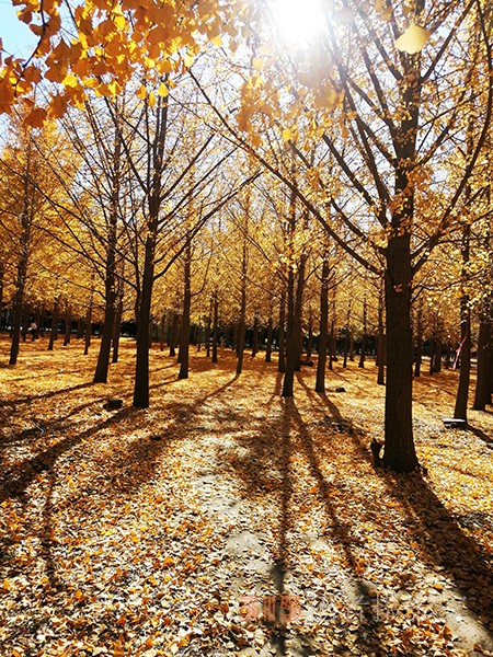 紅楓染天 黃金鋪地——身邊深秋美景