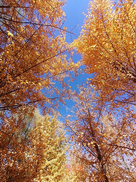 紅楓染天 黃金鋪地——身邊深秋美景