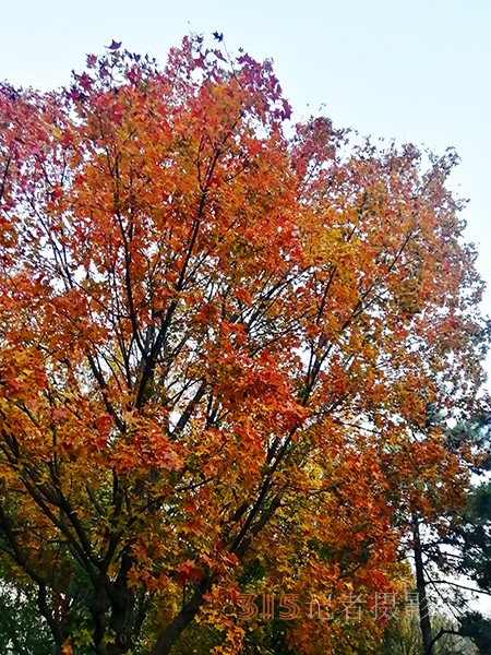 紅楓染天 黃金鋪地——身邊深秋美景