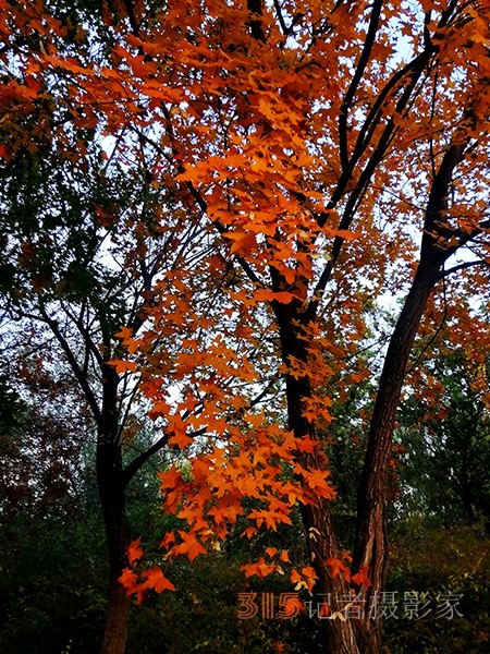 紅楓染天 黃金鋪地——身邊深秋美景