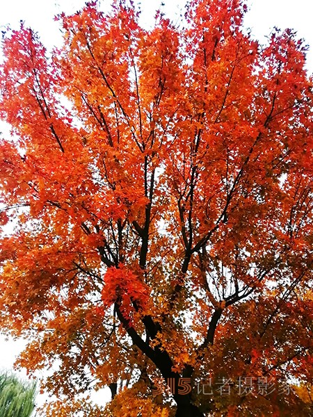 紅楓染天 黃金鋪地——身邊深秋美景